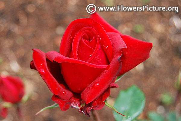 Red N Fragrant rose