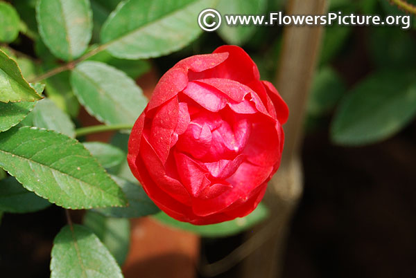 Red polyantha rose