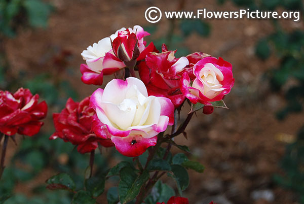Red white miniature rose ooty