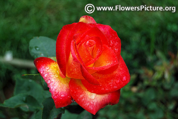 Red yellow bicolour rose ooty