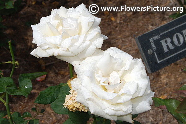 Romantica white rose