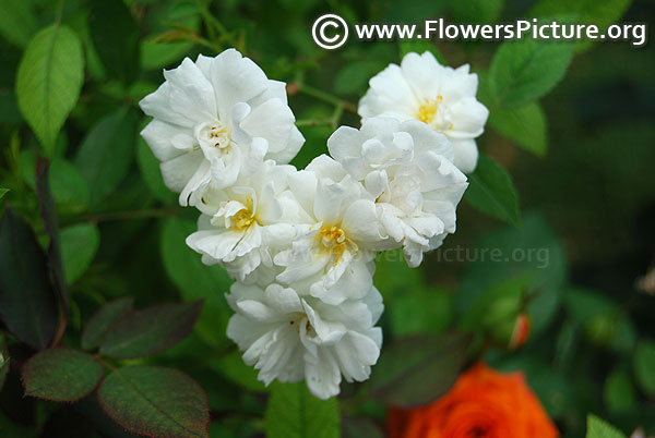 White pet rose