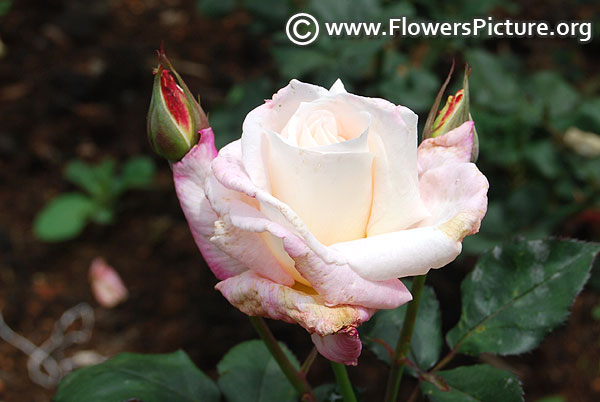 White pink bicolour rose ooty