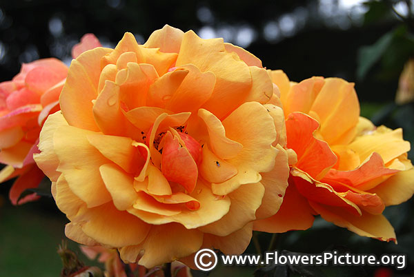 yellow and peach colour rose