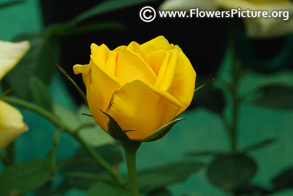 Yellow miniature rose ooty
