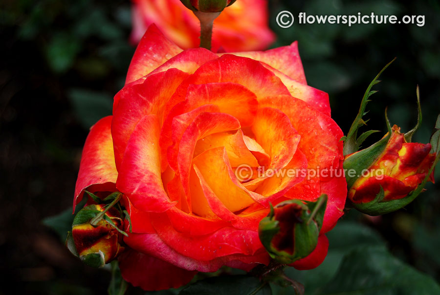 Bicolour yellow red rose ooty rose garden