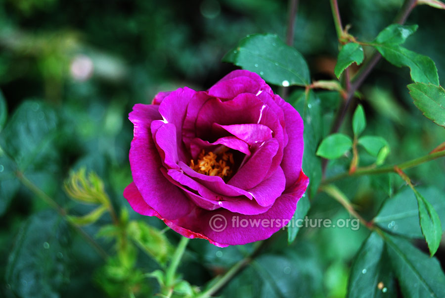 Blue purple rose ooty rose garden