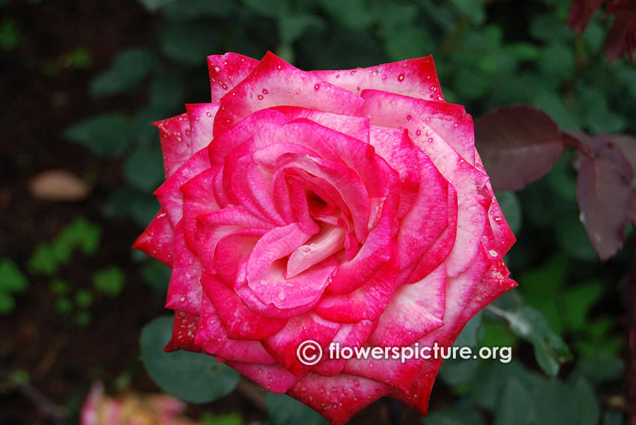 Clarita rose from ooty rose garden