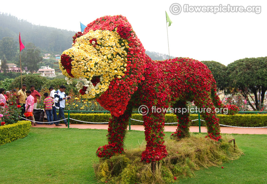 Flower lion ooty rose garden flower show 2015