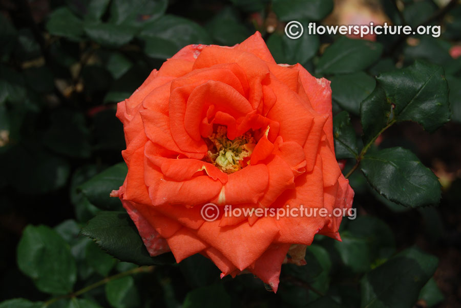Orange rose ooty rose garden