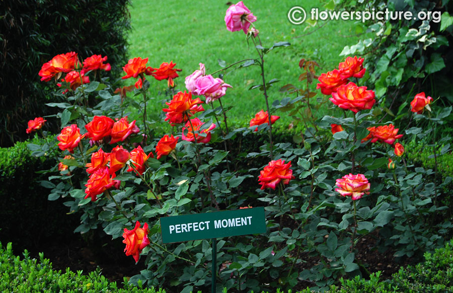 perfect moment rose bush ooty rose garden