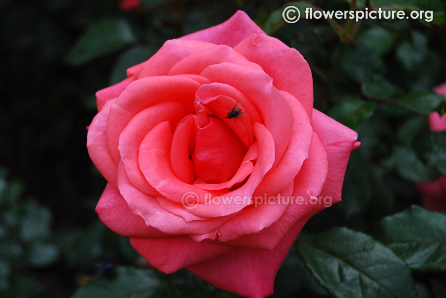 pink rose ooty rose garden