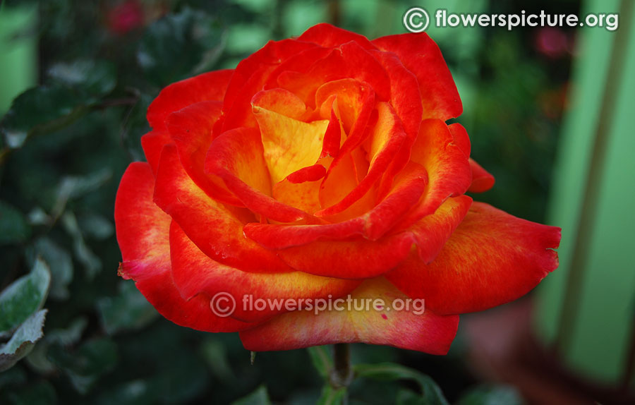 Red with yellow bicolour rose ooty rose garden