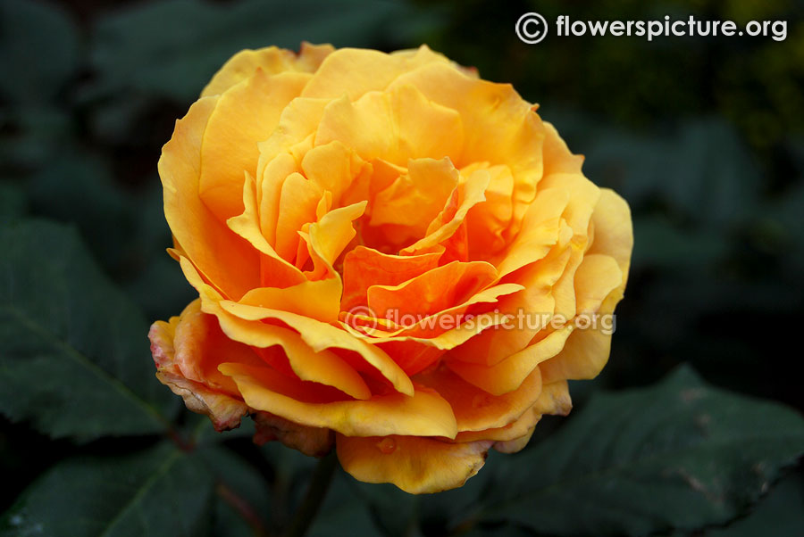 Yellow with brown shaded rose from ooty rose garden
