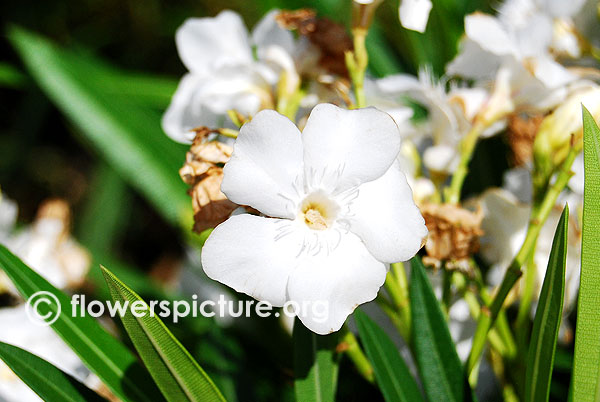 Nerium oleander white-Trichy butterfly park