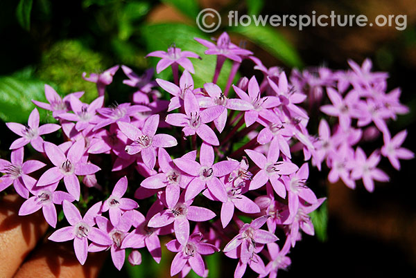 Star cluster flower-Srirangam butterfly park