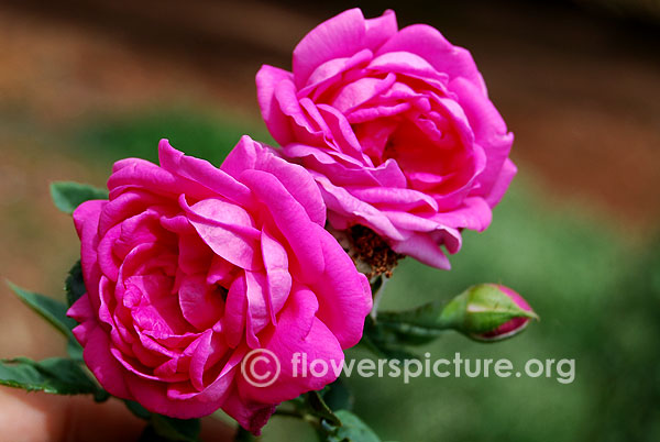 edward rose flower