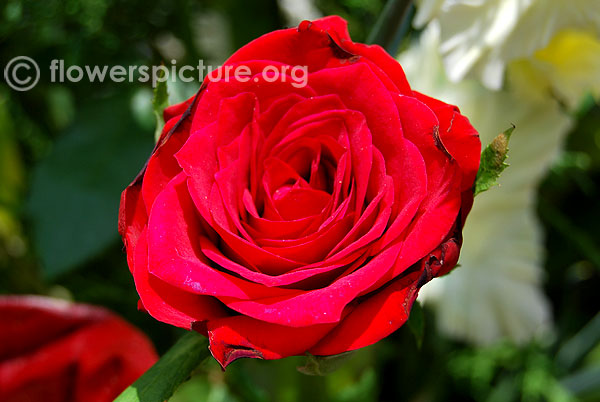 Alec's red rose