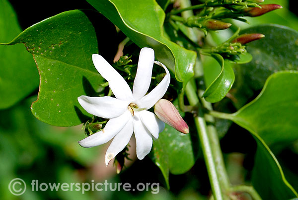 Angelwing jasmine