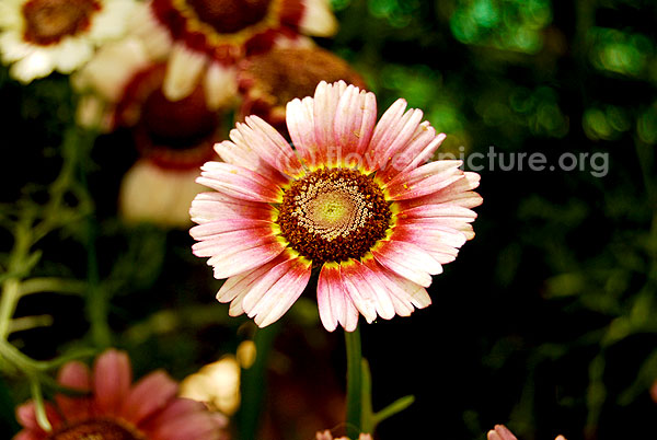 Common Name: Annual Chrysanthemum Pink Red Yellow