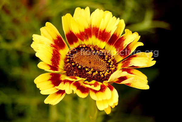 Annual Chrysanthemum Yellow Maroon