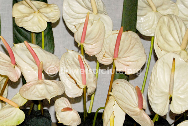 anthurium andraeanum white