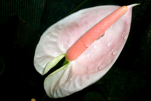 anthurium andraeanum white pink