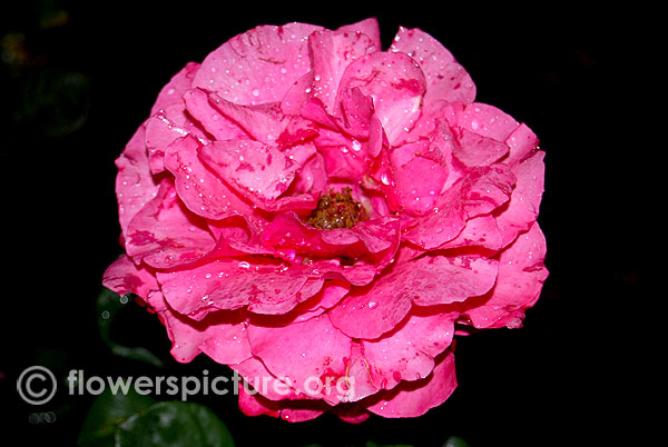 Bad birnbach rose