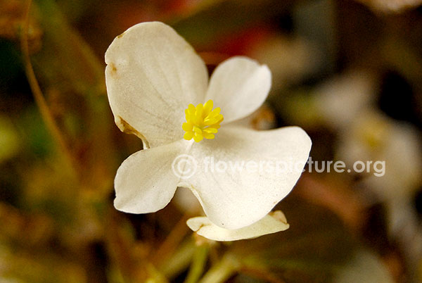 begonia white