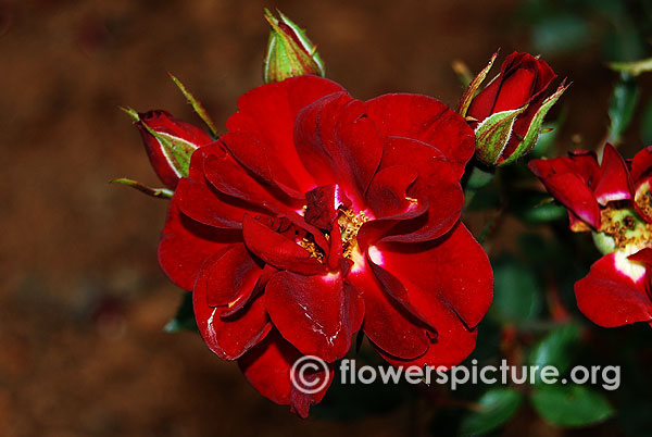 Black beauty rose