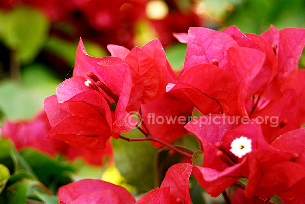 Bougainvillae Variegated red