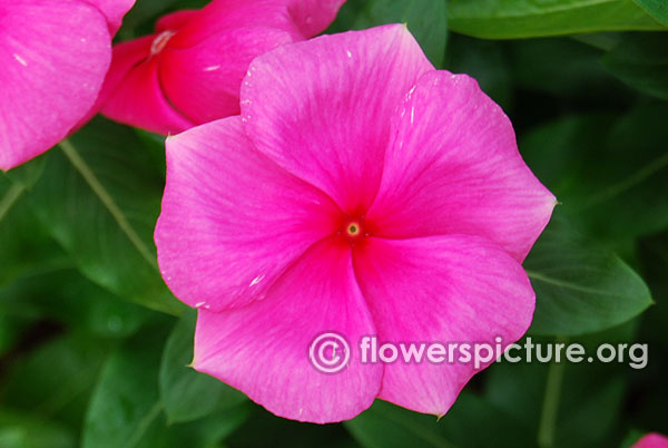 Catharanthus Roseus Pink Red