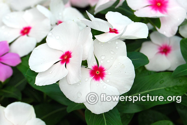 Catharanthus Roseus Pink White