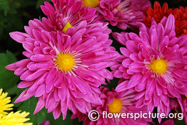 Chrysanthemum Pink Fantasy
