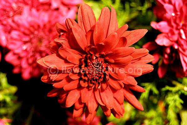 Chrysanthemum red orange