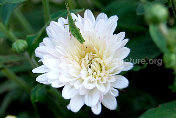 Botanical Name: Chrysanthemum Morifolium 39;Kathleen Dark Red39;