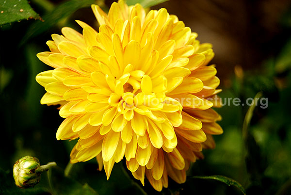 Common Name: Annual Chrysanthemum Red Yellow, Tricolor daisy