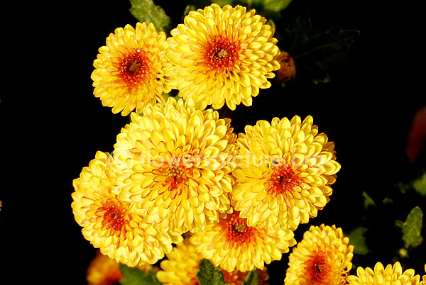 chrysanthemum yellow red fantasy