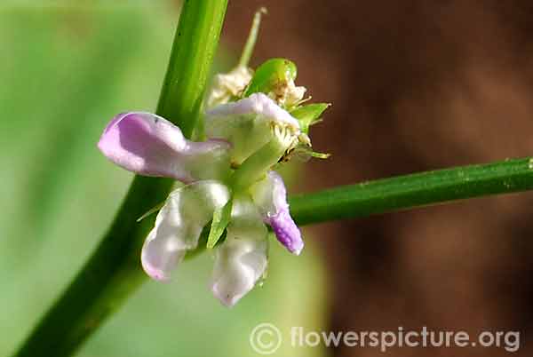 Cluster beans flower