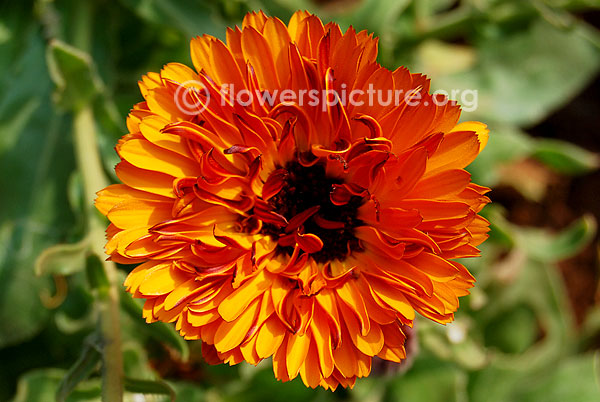 Common marigold