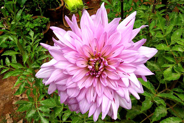 Dahlia purple hybrid