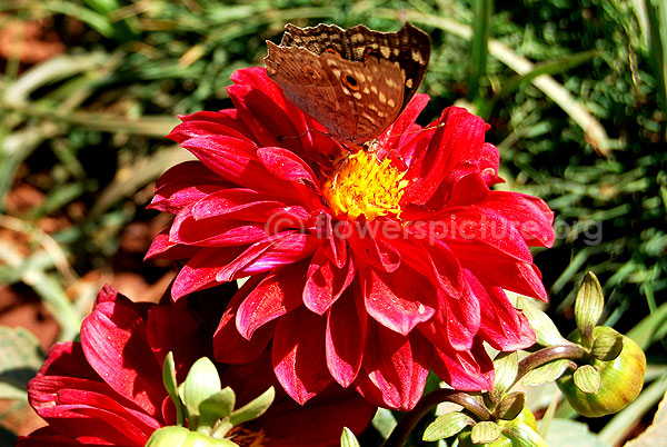 dahlia red with butterfly