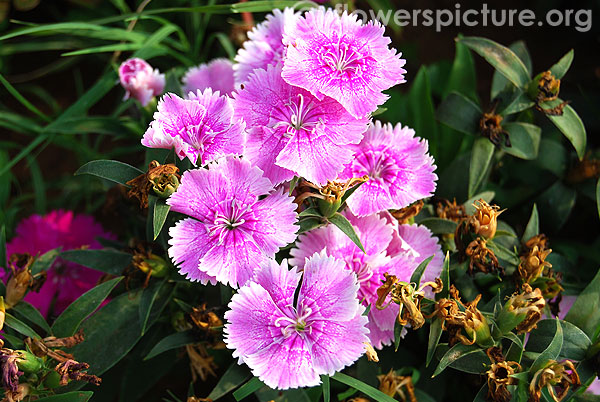 Dianthus flower