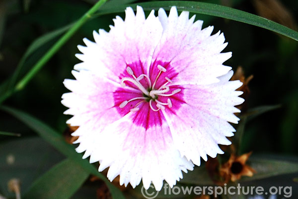 Dianthus pink with white