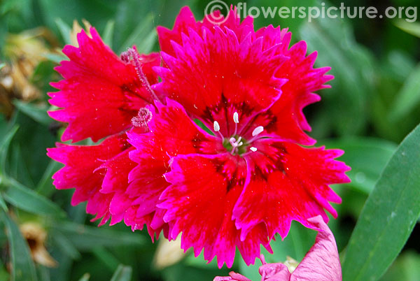 Dianthus red with black