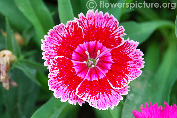 Dianthus tricolor
