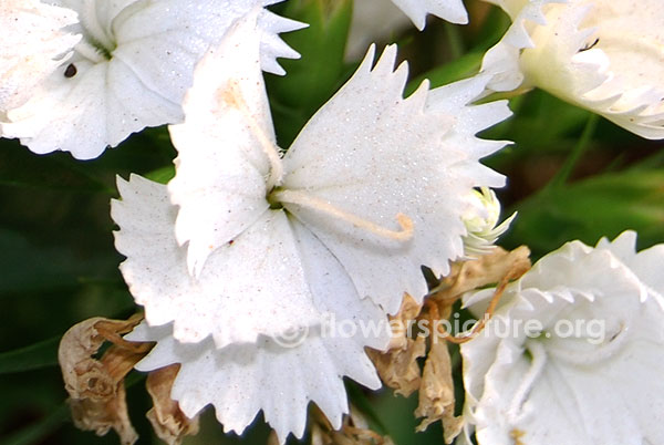 Dianthus white