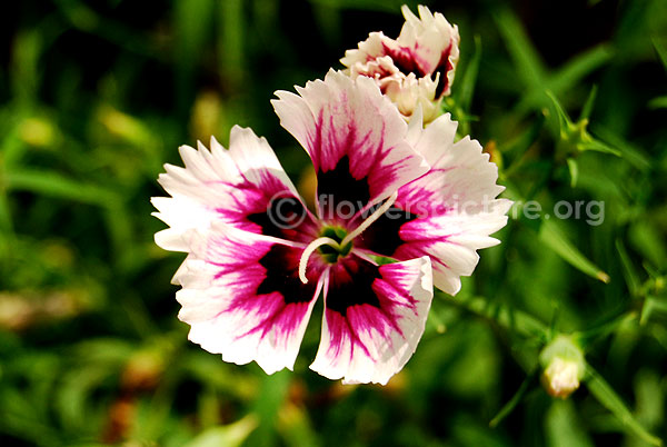 Dianthus barbatus white pink blackfantasy