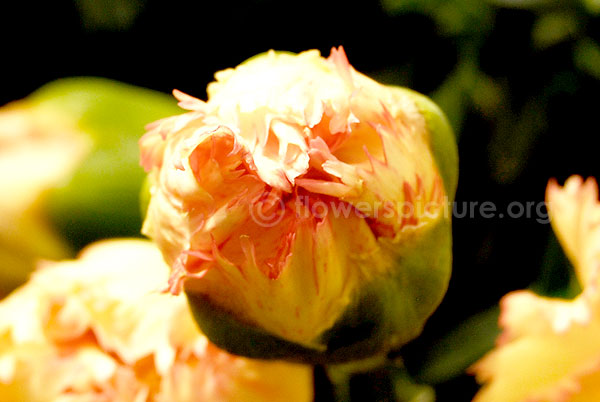 Dianthus caryophyllus yellow pink carnation