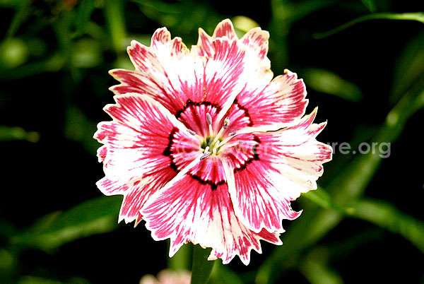 Dianthus fantasy pink white